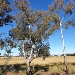 Eucalyptus rubida subsp. rubida at Mount Painter - 3 May 2021