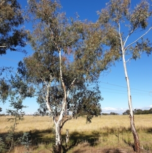 Eucalyptus rubida subsp. rubida at Cook, ACT - 3 May 2021