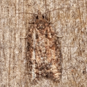 Tortricinae (subfamily) at Melba, ACT - 29 Apr 2021 11:25 PM