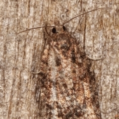 Tortricinae (subfamily) at Melba, ACT - 29 Apr 2021