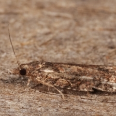 Tortricinae (subfamily) at Melba, ACT - 29 Apr 2021 11:25 PM