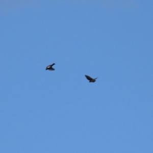 Hirundo neoxena at Molonglo Valley, ACT - 3 May 2021