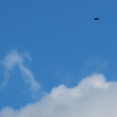 Hirundo neoxena at Molonglo Valley, ACT - 3 May 2021