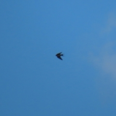 Hirundo neoxena at Molonglo Valley, ACT - 3 May 2021