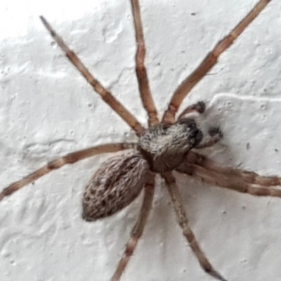Badumna sp. (genus) (Lattice-web spider) at Lyneham, ACT - 3 May 2021 by trevorpreston