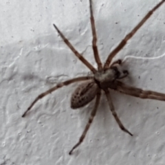 Badumna (genus) at Lyneham, ACT - 4 May 2021 09:02 AM