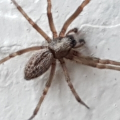 Badumna (genus) at Lyneham, ACT - 4 May 2021 09:02 AM