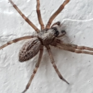 Badumna sp. (genus) at Lyneham, ACT - 4 May 2021