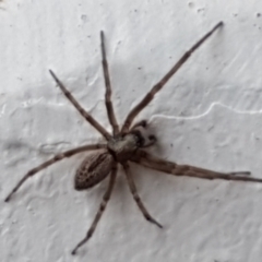 Badumna (genus) at Lyneham, ACT - 4 May 2021 09:02 AM