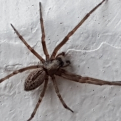Badumna (genus) at Lyneham, ACT - 4 May 2021 09:02 AM
