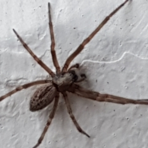 Badumna (genus) at Lyneham, ACT - 4 May 2021 09:02 AM