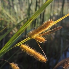 Carex fascicularis (Tassel Sedge) at Tuggeranong Creek to Monash Grassland - 4 Mar 2021 by michaelb
