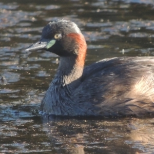 Tachybaptus novaehollandiae at Monash, ACT - 4 Mar 2021