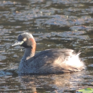 Tachybaptus novaehollandiae at Monash, ACT - 4 Mar 2021