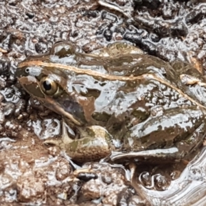 Limnodynastes tasmaniensis at Bruce, ACT - 4 May 2021