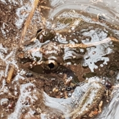 Limnodynastes tasmaniensis at Bruce, ACT - 4 May 2021