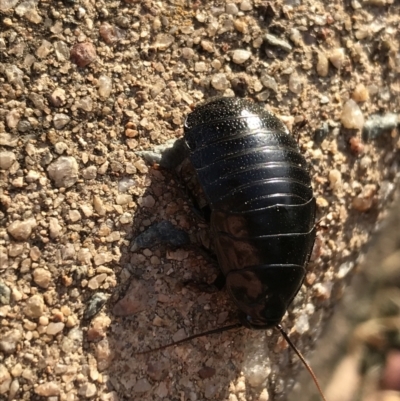 Panesthia australis (Common wood cockroach) at Garran, ACT - 19 Apr 2021 by Tapirlord