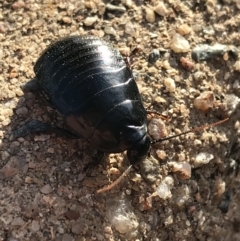 Panesthia australis at Garran, ACT - 19 Apr 2021