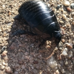 Panesthia australis at Garran, ACT - 19 Apr 2021