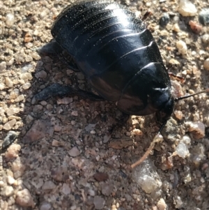 Panesthia australis at Garran, ACT - 19 Apr 2021