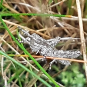 Coryphistes ruricola at Bruce, ACT - 4 May 2021