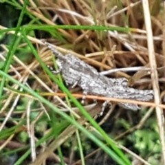 Coryphistes ruricola at Bruce, ACT - 4 May 2021