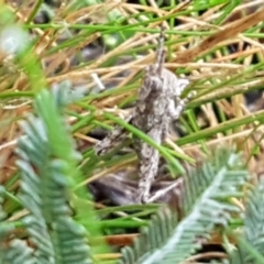 Coryphistes ruricola at Bruce, ACT - 4 May 2021