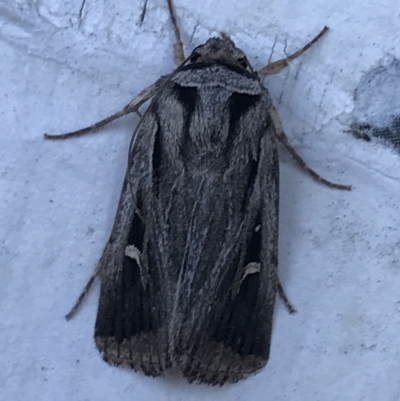 Proteuxoa undescribed species near paragypsa (A Noctuid moth) at Phillip, ACT - 21 Apr 2021 by Tapirlord
