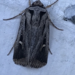 Proteuxoa undescribed species near paragypsa at Phillip, ACT - 21 Apr 2021