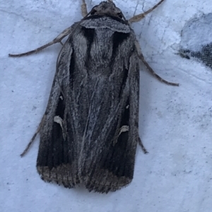 Proteuxoa undescribed species near paragypsa at Phillip, ACT - 21 Apr 2021 03:51 PM