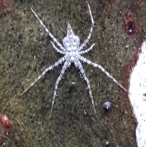 Tamopsis sp. (genus) at Bruce, ACT - 4 May 2021