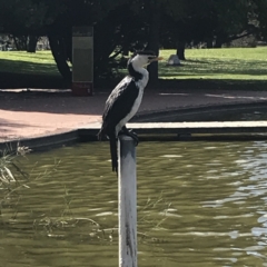 Microcarbo melanoleucos (Little Pied Cormorant) at Phillip, ACT - 22 Apr 2021 by Tapirlord