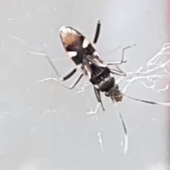 Dieuches sp. (genus) (Black and White Seed Bug) at Lyneham, ACT - 4 May 2021 by trevorpreston