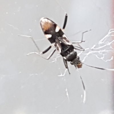 Dieuches sp. (genus) (Black and White Seed Bug) at Sullivans Creek, Lyneham South - 4 May 2021 by trevorpreston