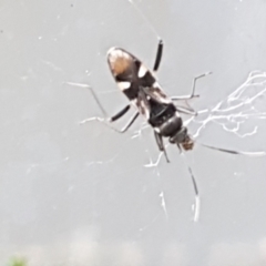 Dieuches sp. (genus) at Lyneham, ACT - 4 May 2021