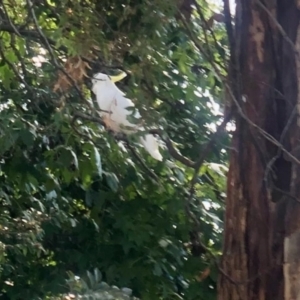 Cacatua galerita at Aranda, ACT - 3 May 2021 02:08 PM