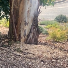 Cacatua galerita at Aranda, ACT - 3 May 2021 02:08 PM