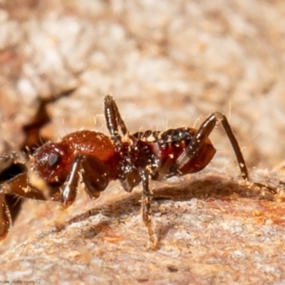 Reduviidae (family) (An assassin bug) at Bruce, ACT - 3 May 2021 by Roger