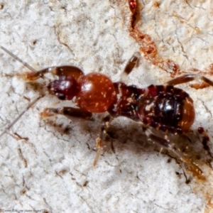 Reduviidae (family) at Bruce, ACT - 3 May 2021 03:21 PM