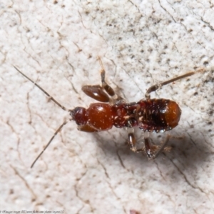 Reduviidae (family) at Bruce, ACT - 3 May 2021 03:21 PM