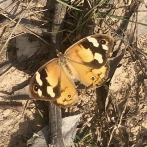 Heteronympha merope at Holt, ACT - 2 May 2021 10:25 AM