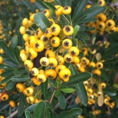 Pyracantha fortuneana (Firethorn) at Yarralumla, ACT - 2 May 2021 by NedJohnston