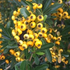 Pyracantha fortuneana (Firethorn) at Yarralumla, ACT - 2 May 2021 by Ned_Johnston