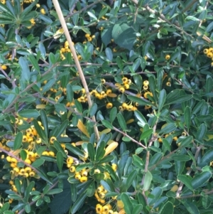 Pyracantha fortuneana at Yarralumla, ACT - 2 May 2021