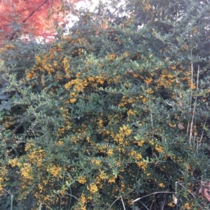 Pyracantha fortuneana at Yarralumla, ACT - 2 May 2021