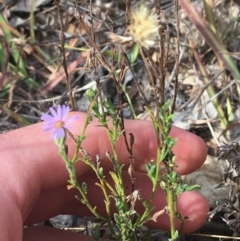 Vittadinia cuneata var. cuneata (Fuzzy New Holland Daisy) at Yarralumla, ACT - 2 May 2021 by NedJohnston