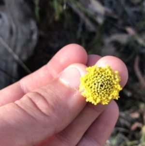 Craspedia variabilis at Cotter River, ACT - 25 Apr 2021