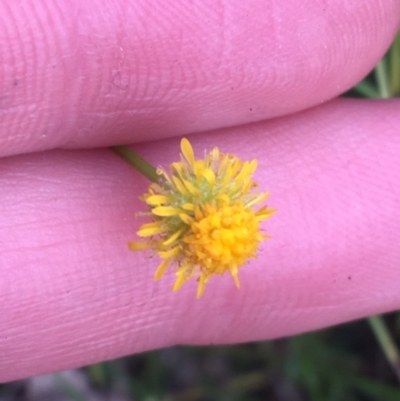 Calotis lappulacea (Yellow Burr Daisy) at Yarralumla, ACT - 2 May 2021 by Ned_Johnston