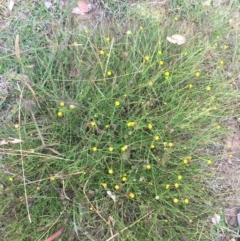 Calotis lappulacea at Yarralumla, ACT - 2 May 2021 10:13 AM