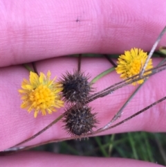 Calotis lappulacea at Yarralumla, ACT - 2 May 2021 10:13 AM